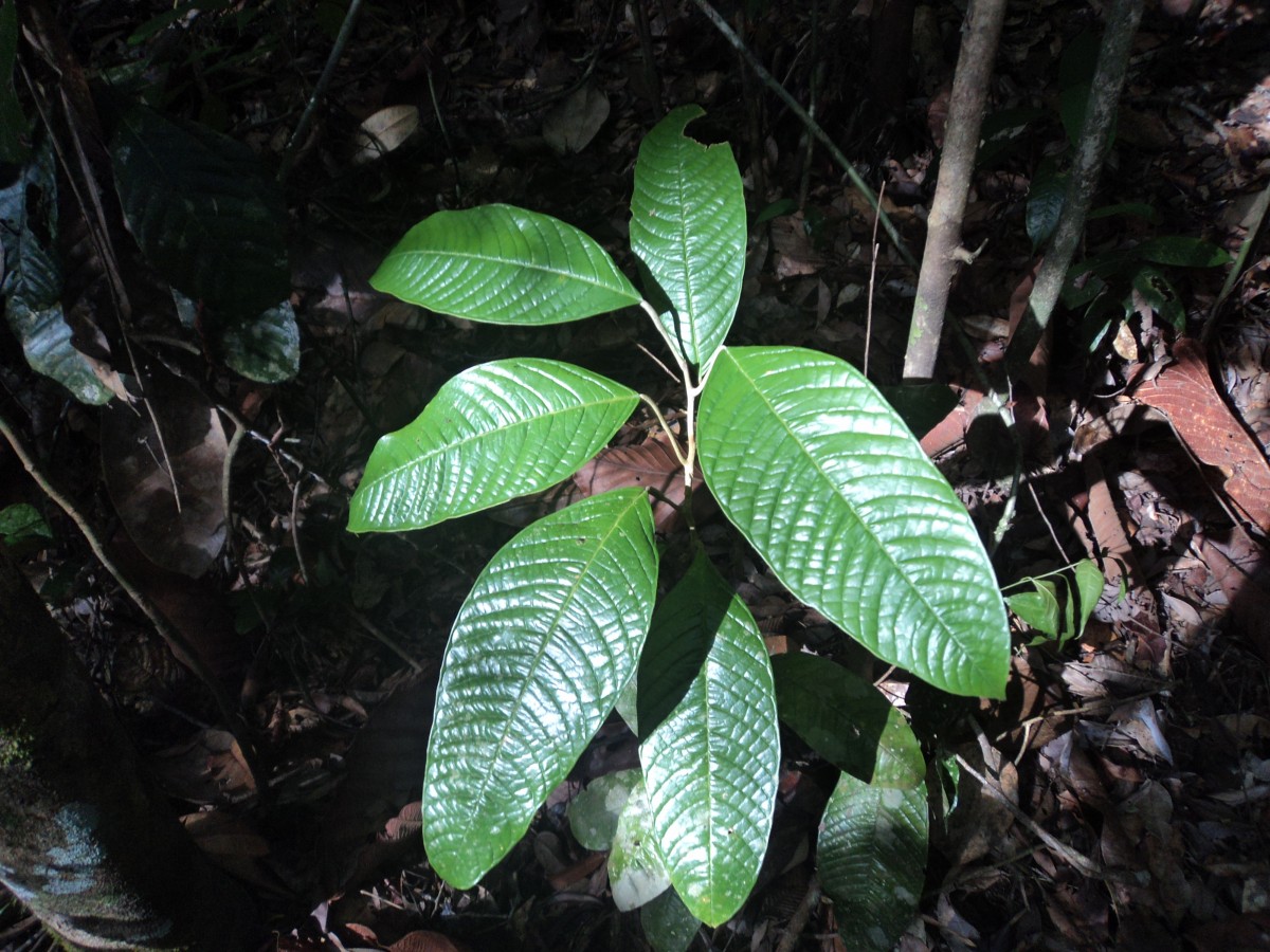 Stemonoporus bullatus Kosterm.